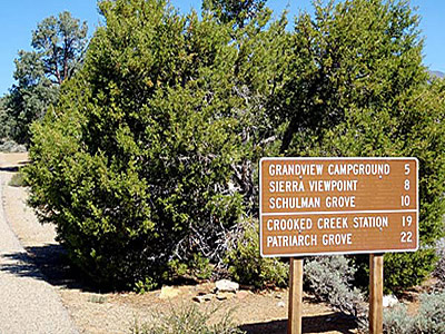 Ancient Bristlecone Pine National Scenic Byway