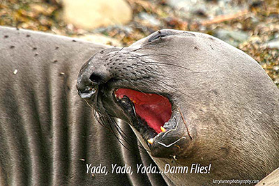 CA elephant seal