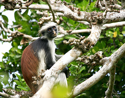 Zanzibar, Red colubus monkey