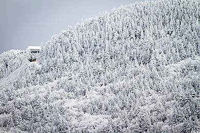 Killington ski trees