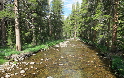 Tuolumne River bubbles through Lyell Canyon