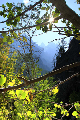 Jackson Hole forest