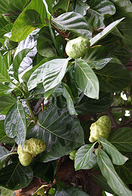 Non fruit, Indian Mulberry