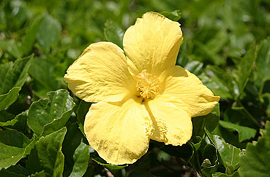 Yellow hibiscus