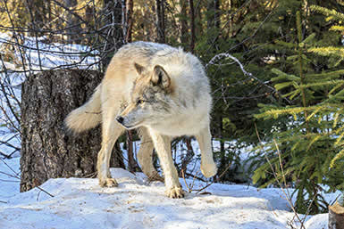 Wolf on a walk