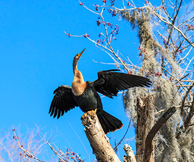 Anhinga dries wings