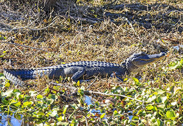 Gator in swamp