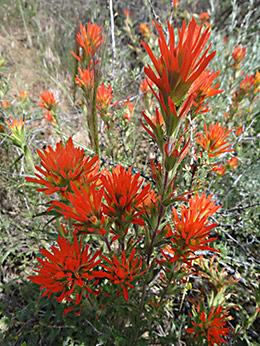 Klamath Gearhart Wilderness paintbrush