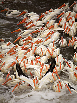 Klamath white pelicans