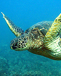 Green sea turtle