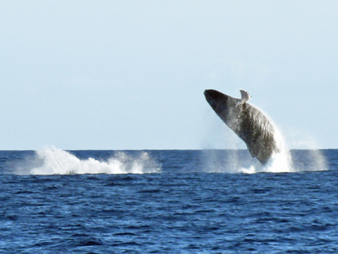 Leaping Humpback