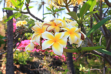 Hawaiian flowers