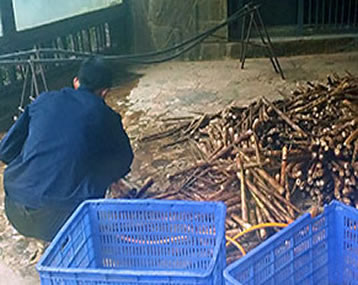 Cleaning bamboo for the pandas