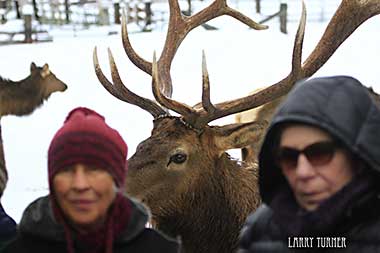 McCall, Idaho  elk eyes