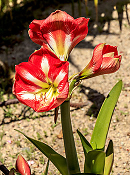 Blooming amaryllis flowers