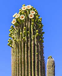 Saguaro cactus in Saguaro National Park