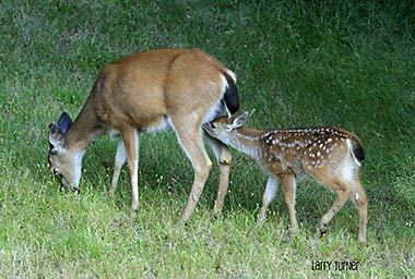 Nursing fawn