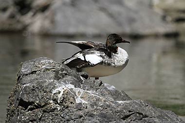 Rogue River merganser