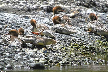 Rogue River mergansers