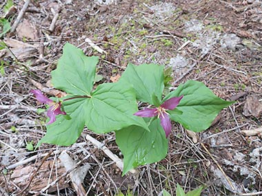 North Umpqua Trail deep purple trillium