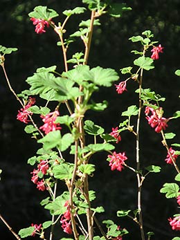 North Umpqua Trail flowers