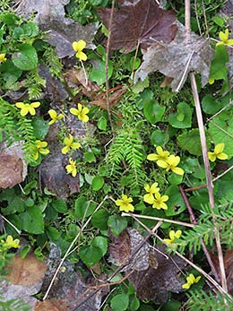 North Umpqua Trail flowers