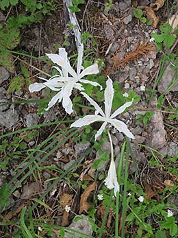 North Umpqua Trail wildflowers