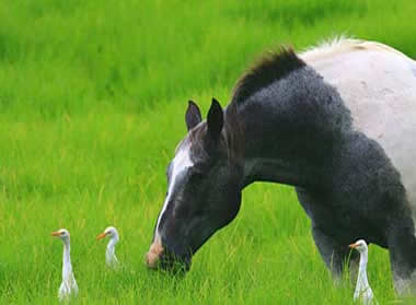 Hawaii Maui Upcountry egrets and horse