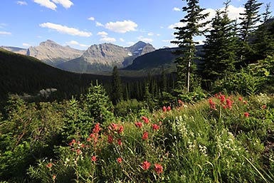 Glacier National Park wildflowers