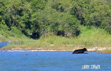 Glacier National Park black bear