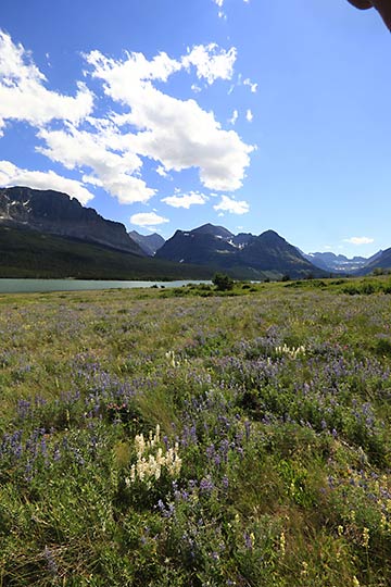 Glacier National Park wildflowers