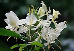 Oahu Japanese honeysuckle