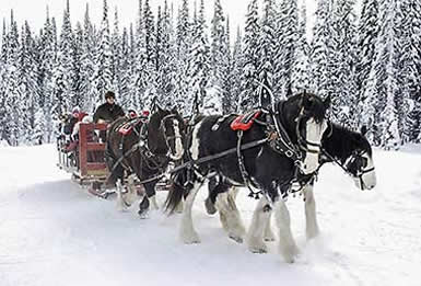 Big White sleigh ride