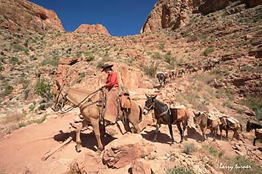 Grand Canyon South Kaibob Trail mule train