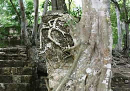 Mexico Calakmul Grand Plaza encapsulated stela