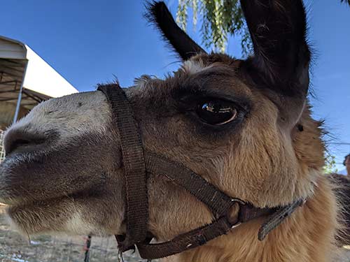 A guanaco at the Sri Sri Radha Krishna Temple in Spanish Fork, Utah