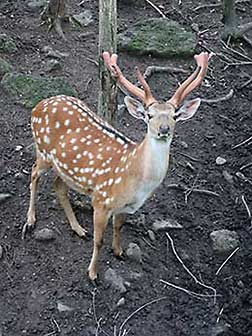 Russian Sitka deer