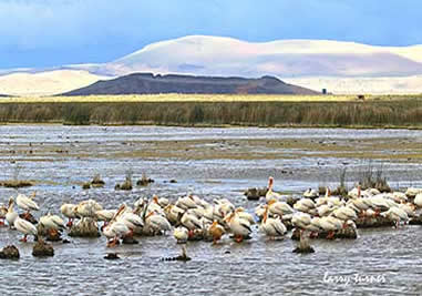 Oregon lava beds pelican rookery