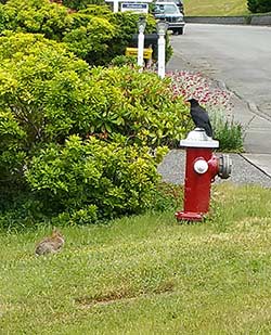 Crow and bunny resolve