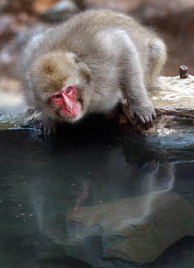 Jigokudani Monkey Park hot springs in Nagano, Japan