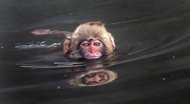 baby Snow Monkey