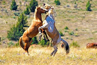 Oregon horses