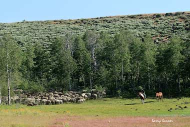 Oregon-Steens-Mt Wilderness