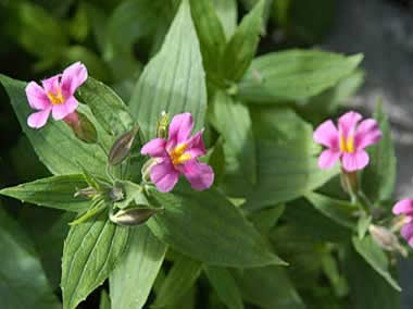 Crater Lake Lewis Monkeyflower