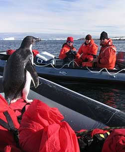 penguin-visitor