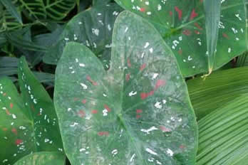 Kew Gardens caladiums