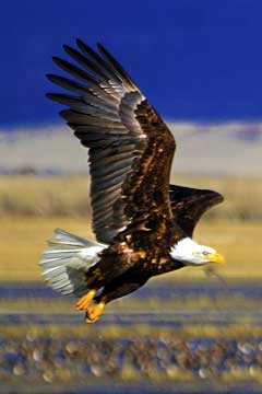 Klamath Basin National Wildlife Refuge Complex eagles