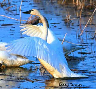 Klamath Basin National Wildlife Refuge Complex geese, swans and ducks