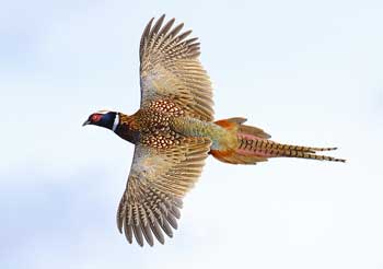 Klamath Basin National Wildlife Refuge Complex pheasant