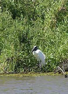 Chiapas Laguna Catazaja ibis